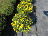 Yellow (Sundance Yellow) - Hardy Fall Mum