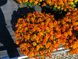 Golden Bronze (Hot Sugar) - Hardy Fall Mum