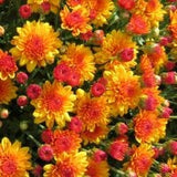 Golden Bronze (Hot Sugar) - Hardy Fall Mum