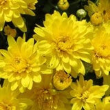Yellow (Sundance Yellow) - Hardy Fall Mum